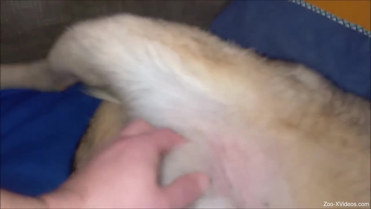 Insolent man jerks off dog's dick and craves porn with it