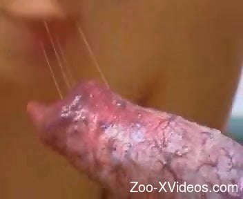 Blonde beauty sucking on a dog's dick for the cam