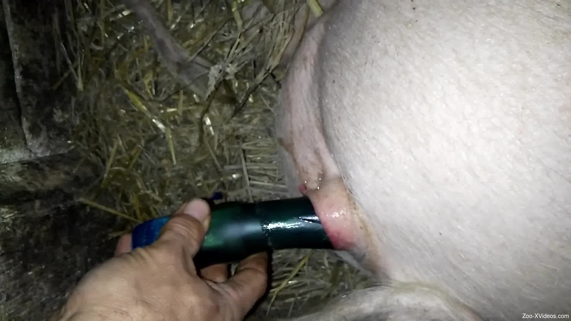 Dude using his favorite dildo to fuck a pig's pussy