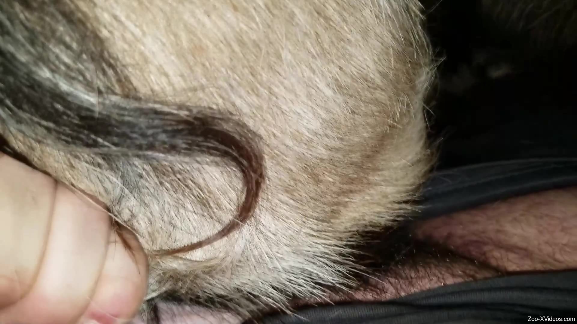 Dude using his super-hard penis to stretch this beast