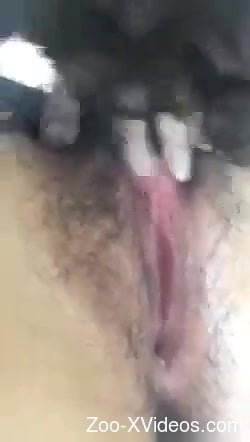 Hairy hole getting pleasured by a kinky pooch