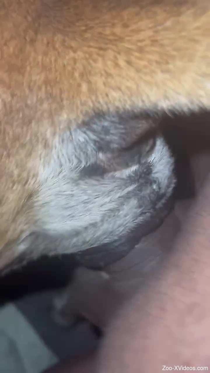Dog's nether regions are showcased up close here