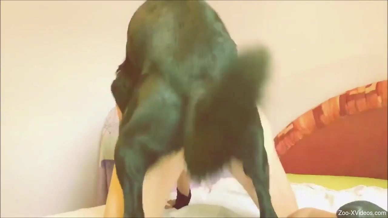 Surprisingly hardcore porno movie with a black mutt