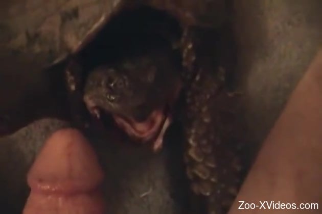 Dude manages to face-fuck a submissive little turtle