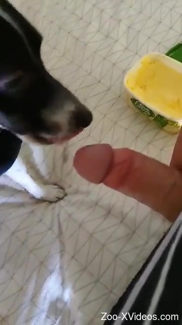 Guy's throbbing member is getting licked by a dog