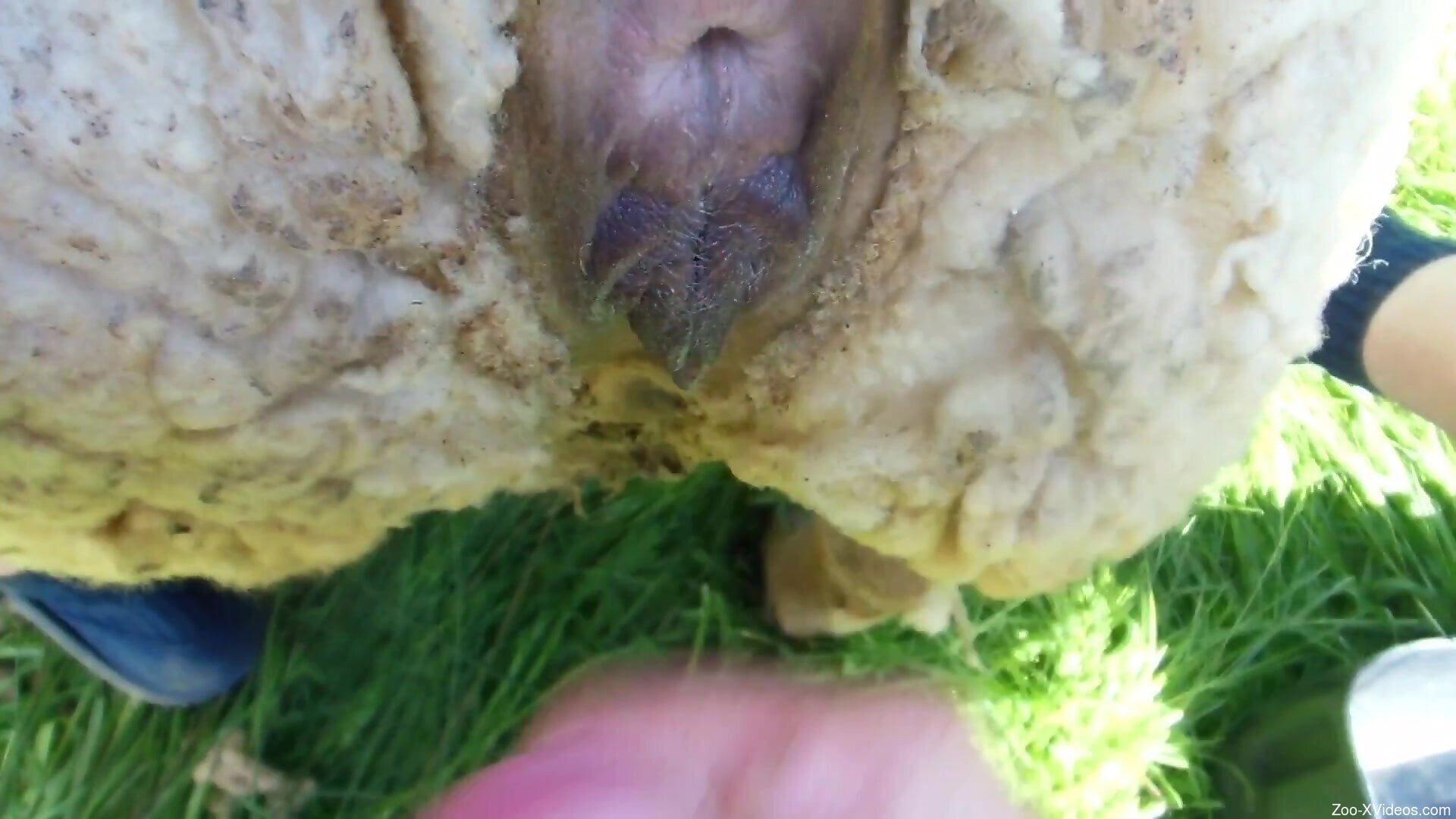 Dude is going to dominate an animal with his cock