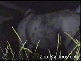 Horny dude slowly approaching a horse that he's going to fuck