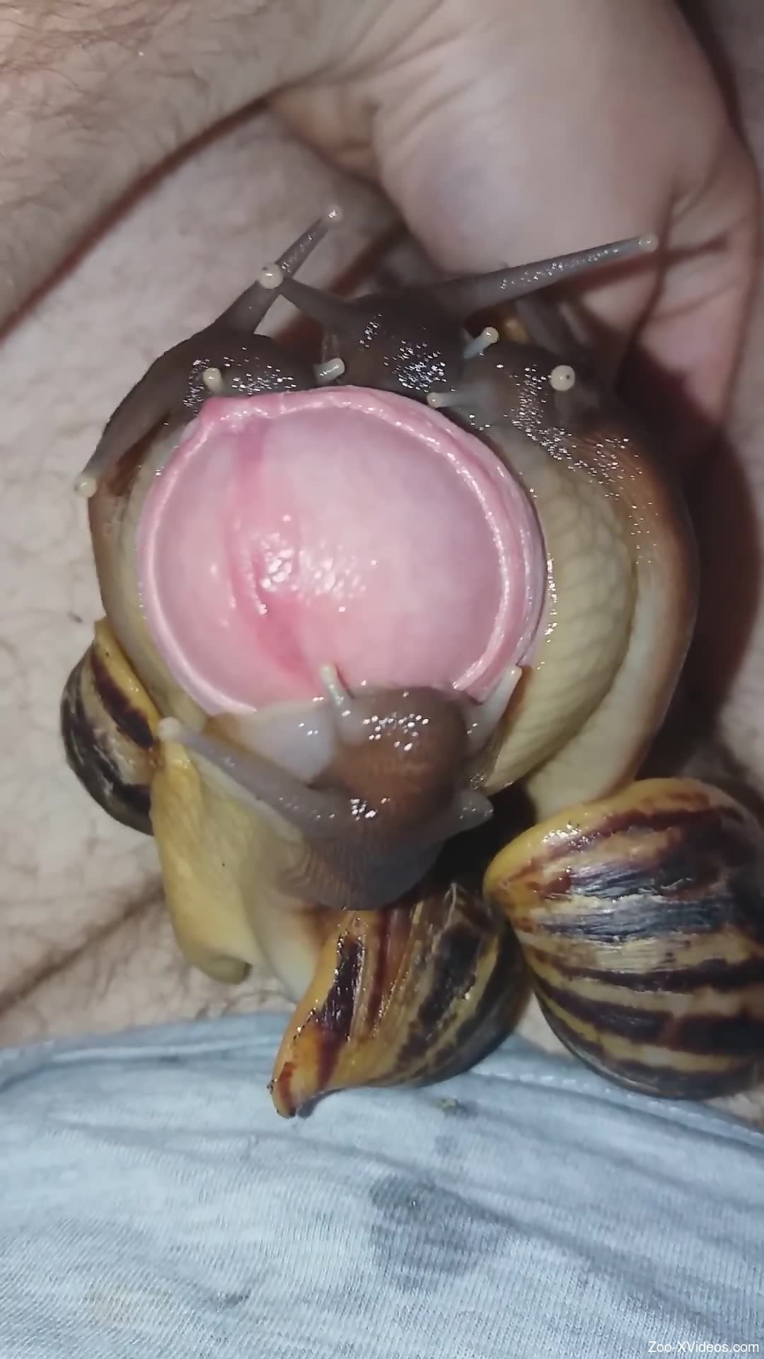 Uncut cock getting covered in thick snail goo