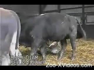 Big bull stays quiet in barn while man touches his erect cock
