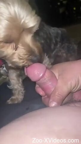 Dude blows a massive load to make the animal cum