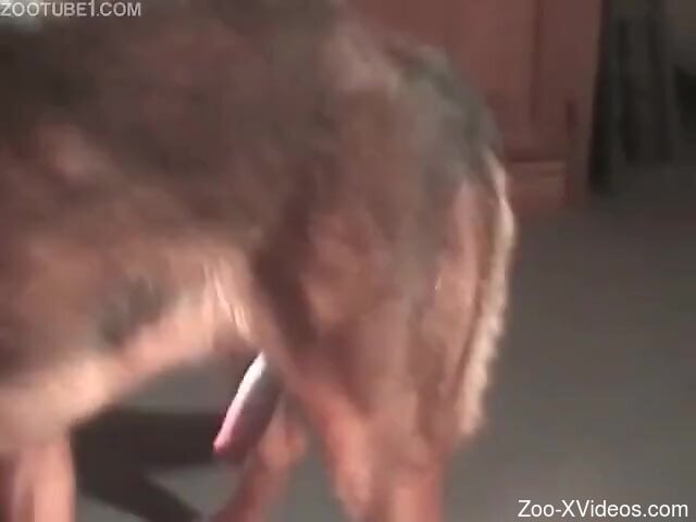 Sexy babe with nice ass gets doggy style fucked by the dog