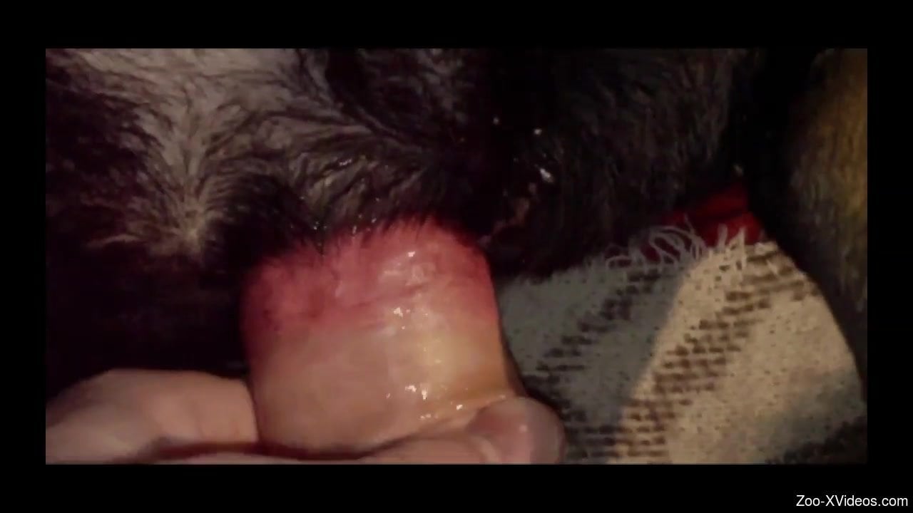 Watch how my hard loaded dick penetrates anus of an animal