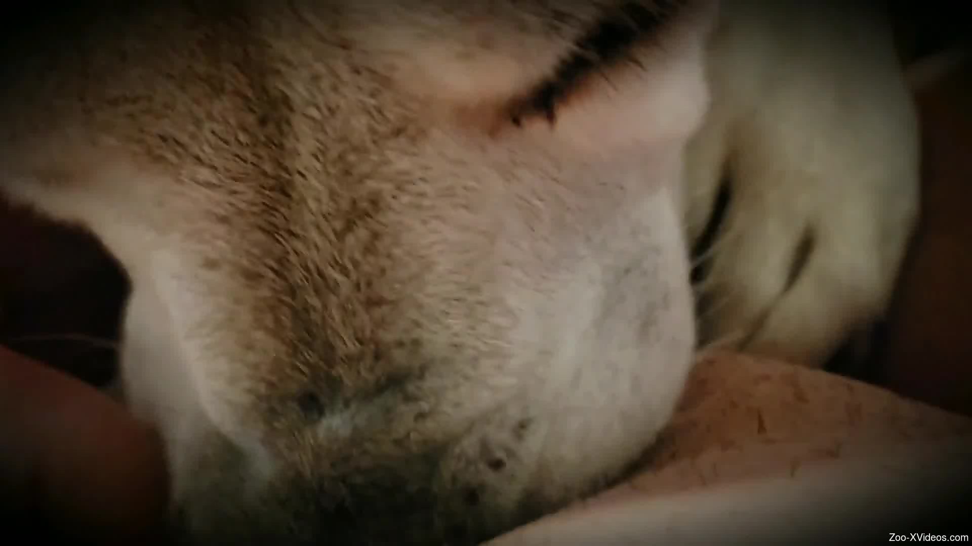 Animal pleasuring the owner in POV (close-up)