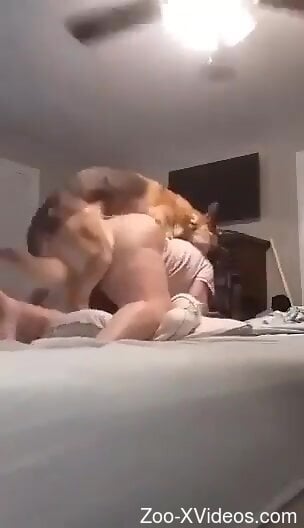 Horny German Shepherd knows a lot about rough zoo sex