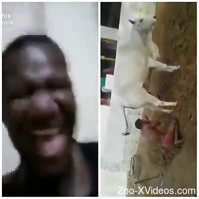 Black dude feels attracted to this cow's pussy