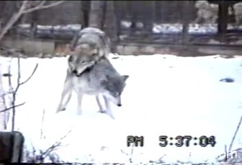 Horny zoo love catches a couple of wolves fucking in the snow