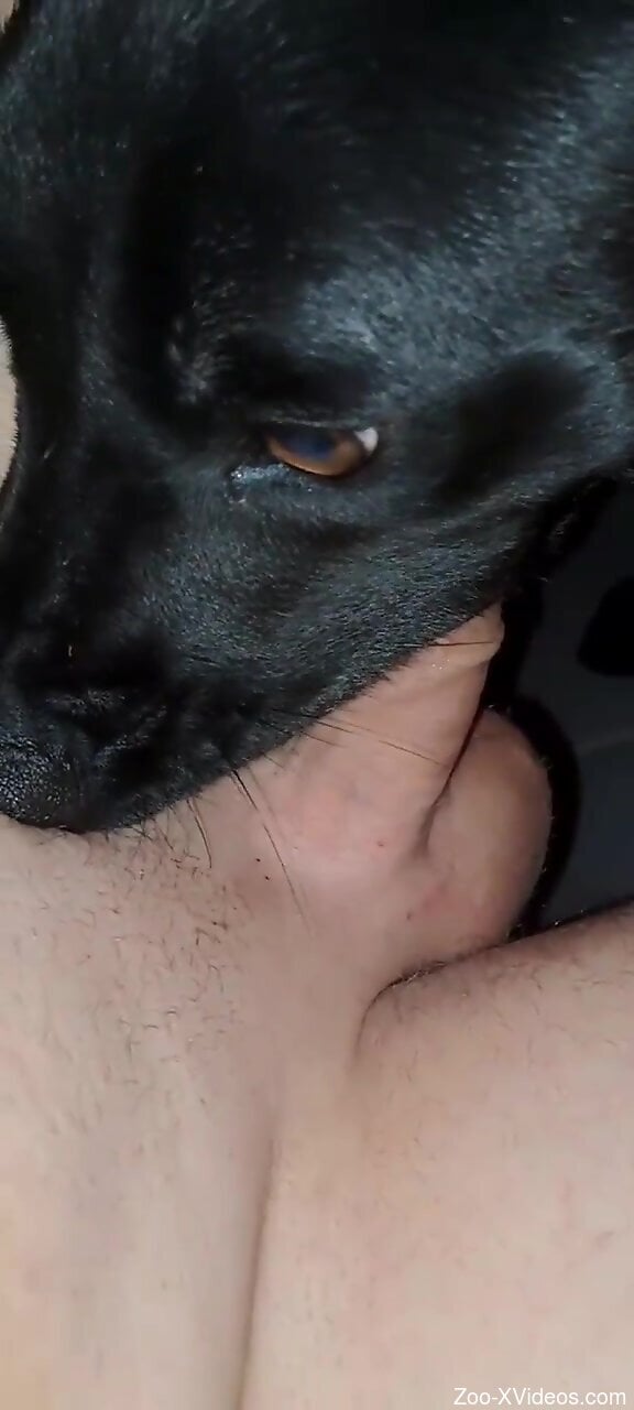 Dog pleases owner with licking his dick in sloppy manners