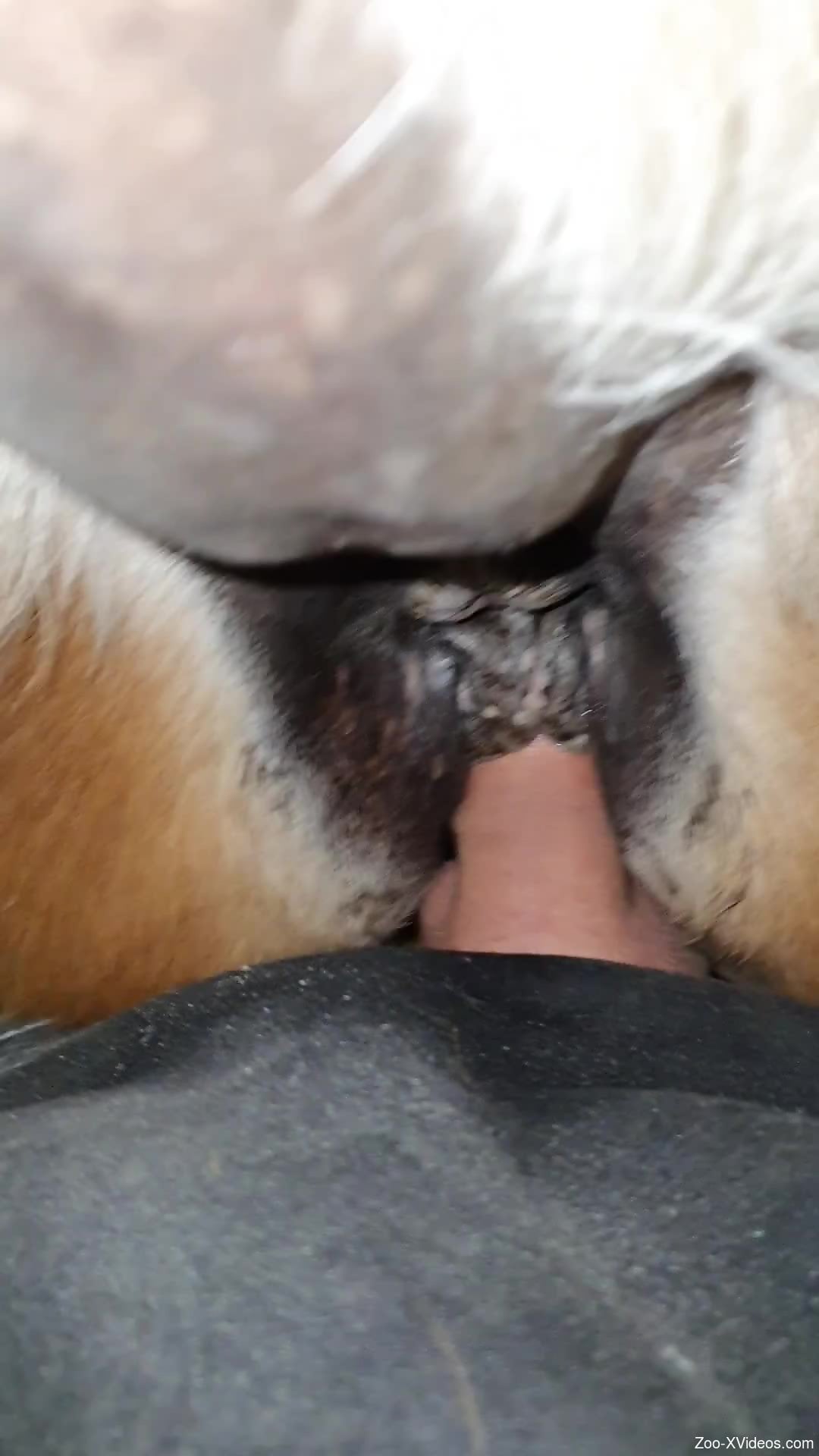 Dude using his cock to ruin this mare's cunt
