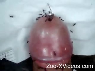 dude loves ants on his erect dick during cam jerk off