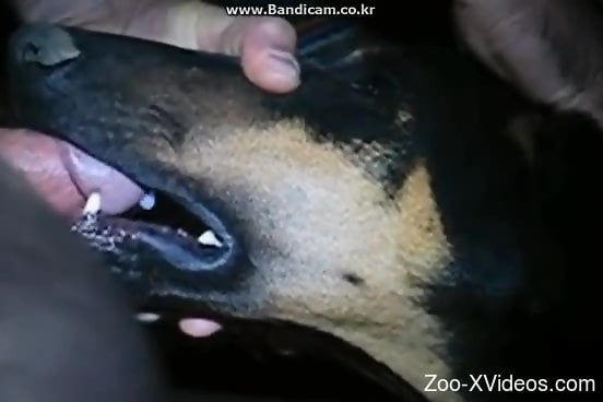 Dude face-fucking a submissive dog on camera