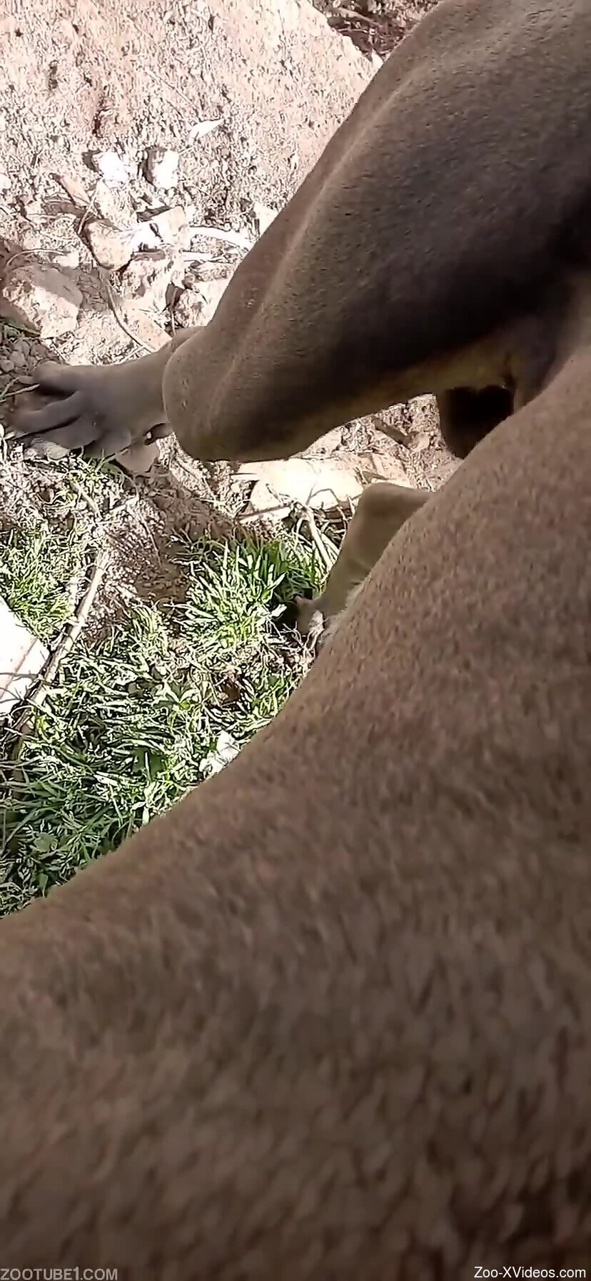 Nude man craves this dog's big dick in his mouth