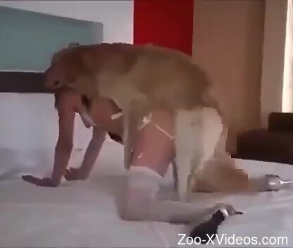 White panties babe allows the dog to fuck her