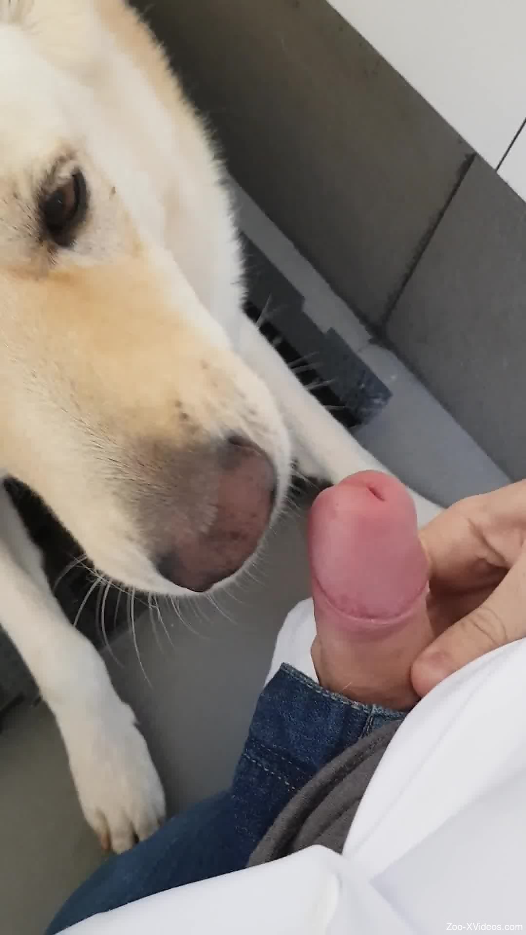 Dude's yummy cock getting licked by a cute dog