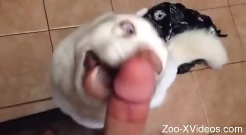 Dude gets frisky with a dog that needs hard cocks