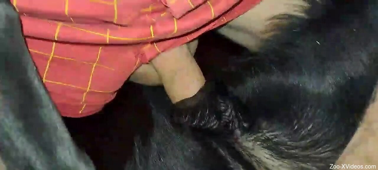 Man loudly fucks furry dog in crazy homemade POV hardcore