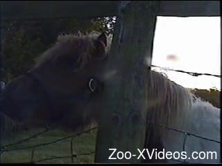 Horse is filmed by a really perverted zoophile