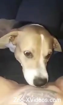 Fine woman loads the dog dick in her tiny holes