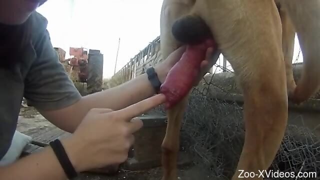 Curious male plays with the dog's hefty penis in outdoor