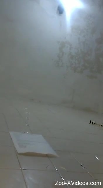 Home animal sex in a crazy combination of scenes