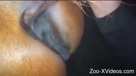 Aroused male plays with the horse's wet pussy