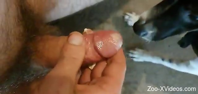 Amazing guy lets this animal lick his juicy penis