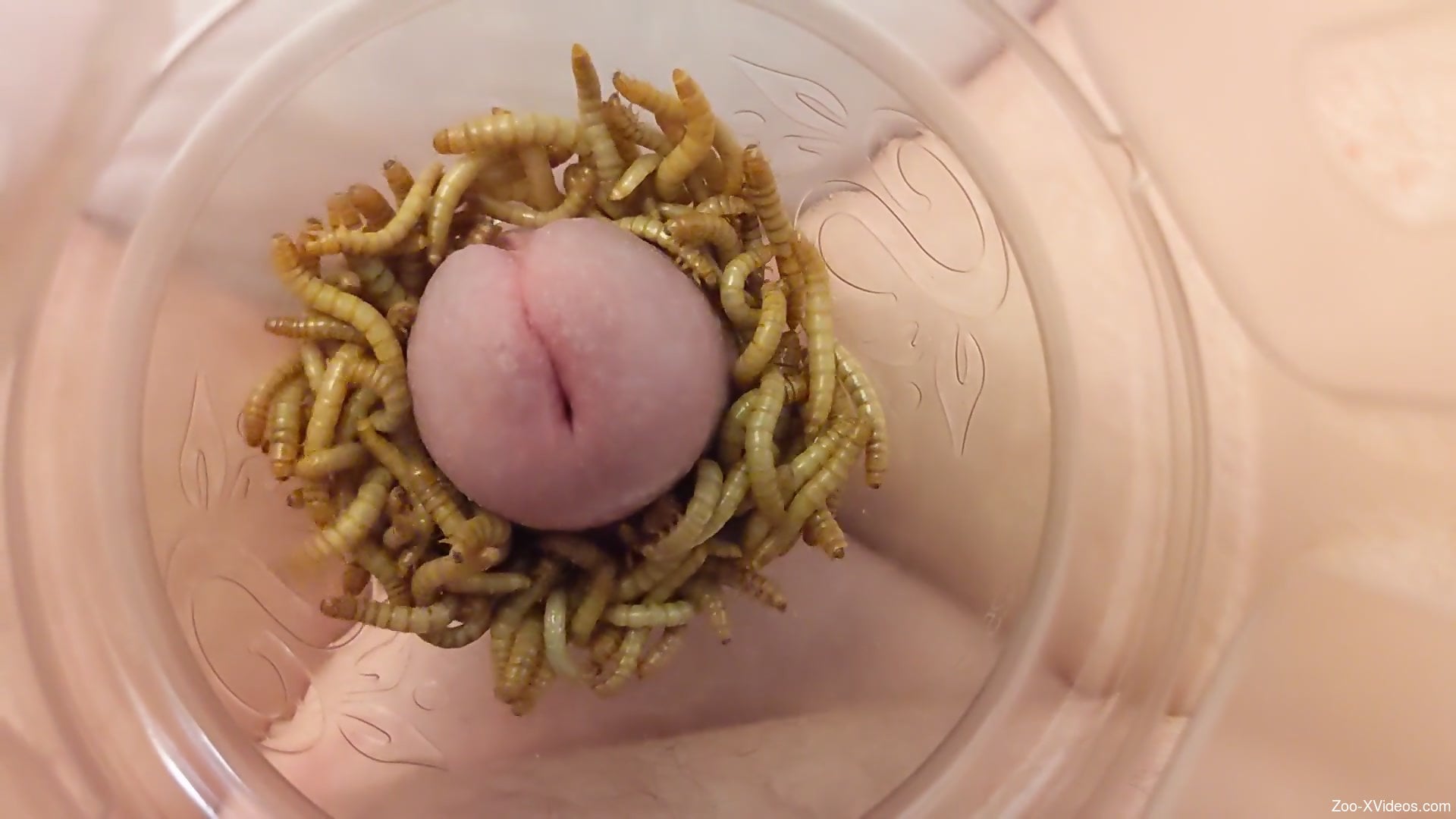 Dude puts his dick into a jar filled with worms for extra pleasure