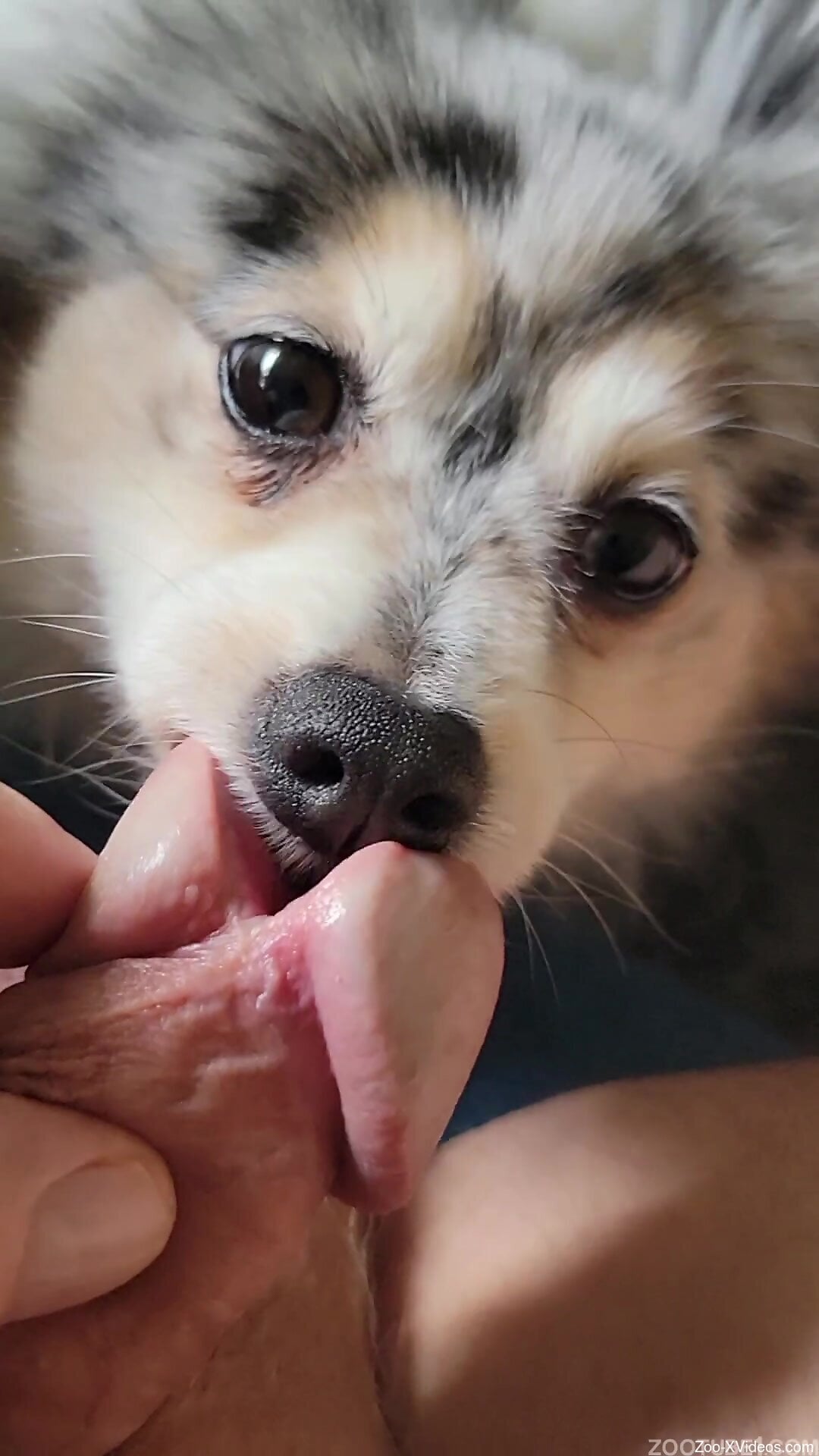 Dog licks owner's slit cock in sloppy manners