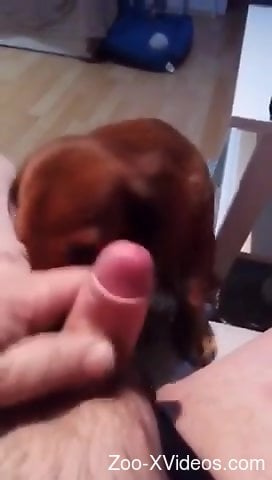 Dog treats man with sloppy licking in home zoophilia