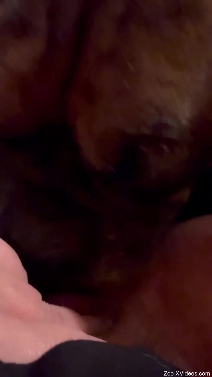 POV bestiality experience shows you best closeups