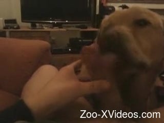 Christmas miracle comes in from of a blowjob from a dog