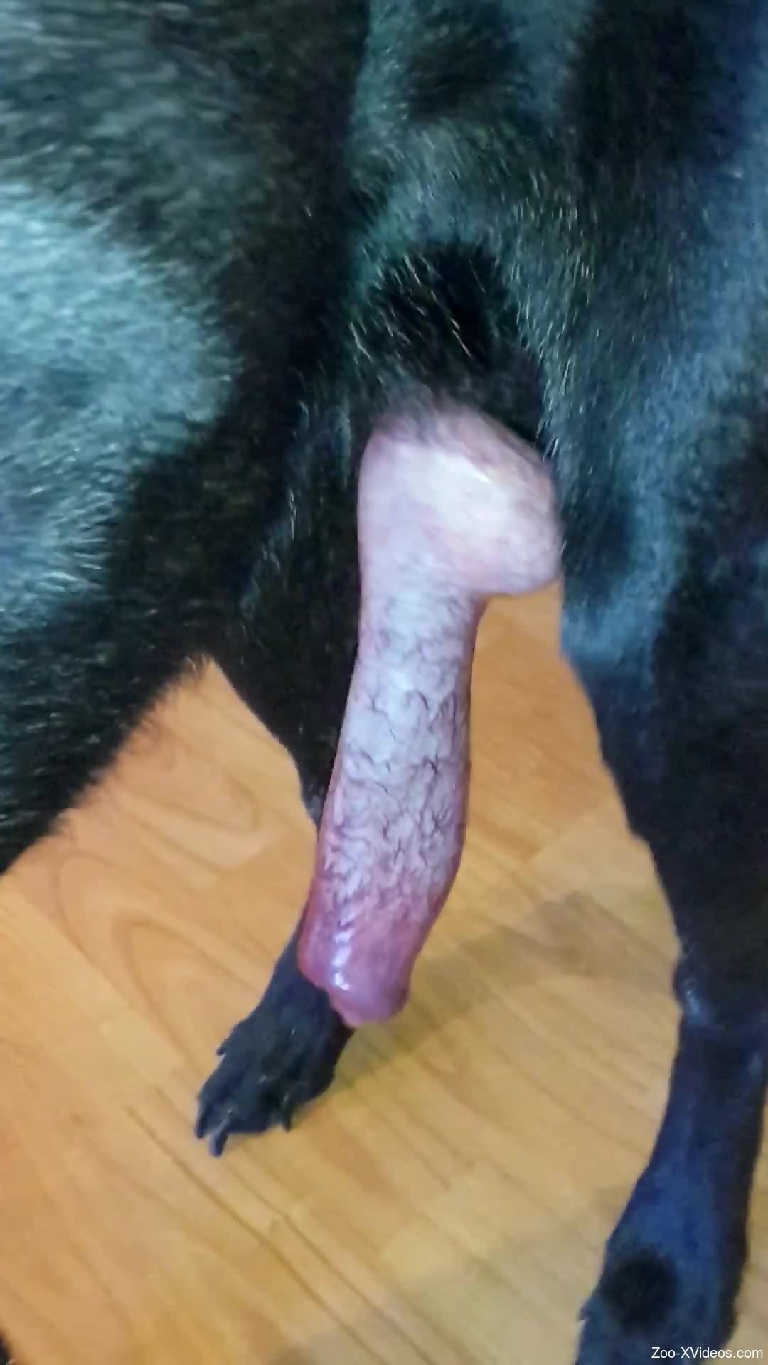Aroused man feels attracted to his dog's huge penis
