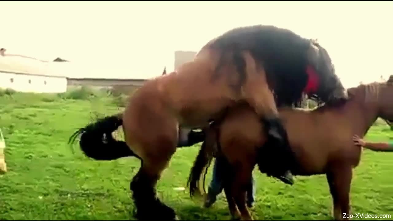 Two sexy brown horses fucking each other outdoors
