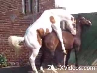 Stallion fucks female horse and zoo porn love films it