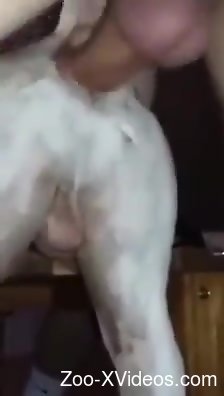 Man humps farm animal in the ass and comes inside it