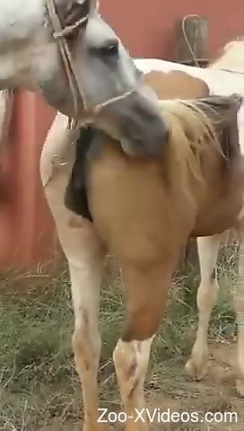 Special treat when two horses fuck in front of his eyes