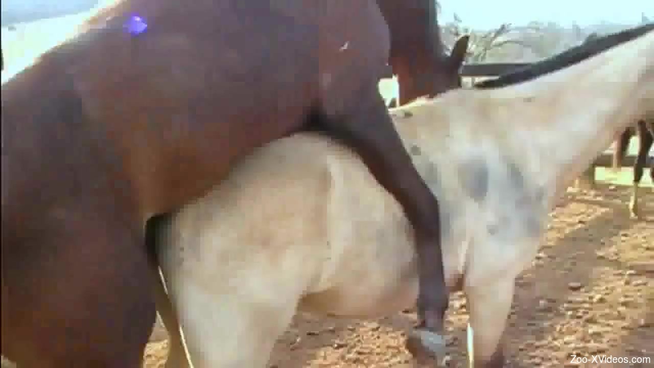 Horse on horse hardcore action in high quality