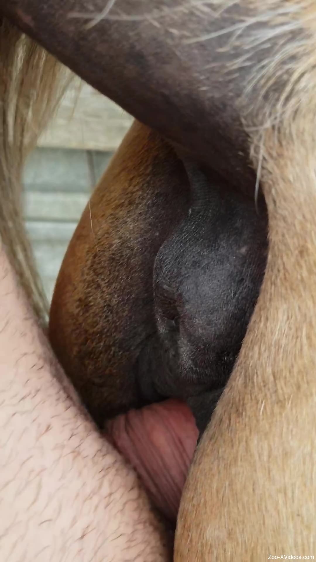 Wet pussy mare getting fucked from behind (close-up porn)