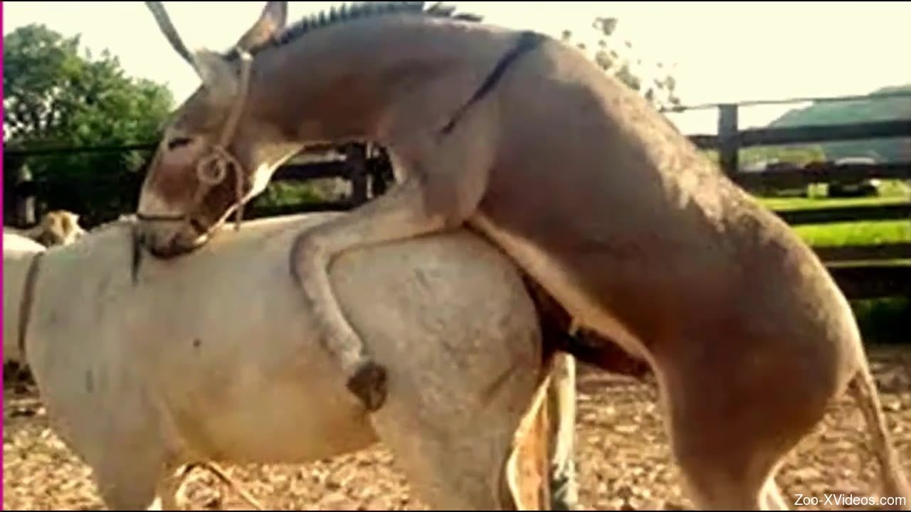 Collection of animal-on-animal fucking sessions