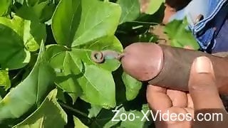 Outdoor fun with warms for a man eager to masturbate