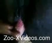 Dude drilling a black mare's tight pussy in POV